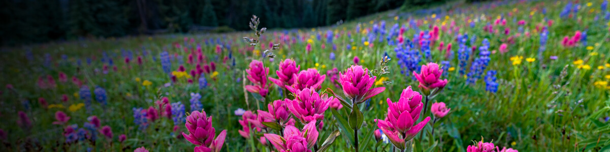 Field of flowers