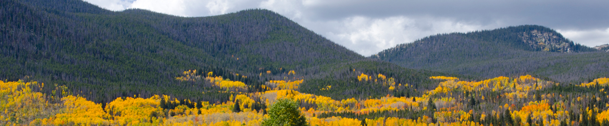Aspen trees in mountains